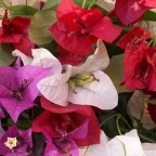 Bougainvilleas (what else)